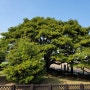 남해 - 창선도 - 왕후박나무