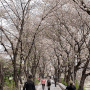 경기도 의정부 벚꽃 명소 중랑천 호원 벚꽃길 벚꽃엔딩