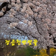 봄꽃들의 전령사들이아름답게 피었네요 오랜만에 나들이 정읍천변 벚꽃이 너무예뻐요 ,