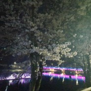 의성 구봉공원 남대천 벚꽃은 음악분수와 함께하는 야경이 더 멋집니다
