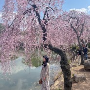 Blue sky and Pink blossom 🌸 : 창녕 만년교, 연지못, 찹쌀꽈배기, 수양벚꽃, 달창저수지, 야외돼지막창 수목원점