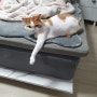완자 고양이 동영상 목욕하기 놀기