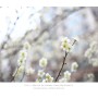 [50mm + 5D Mark2] 봄봄봄 !!