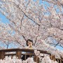 영덕 가볼만한곳, 삼사해상공원 봄나들이 벚꽃명소
