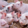[위생복] 아프리카 돼지 열병 재확산, 육가공 공장 위생복 관리는?