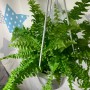식물 키우기][보스턴 고사리] 실내 공기정화식물 포름알데히드 제거 1위 순위 행잉플랜트 고사리 키우기