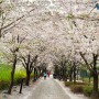 식목일인 오늘 곳곳에 핀 예쁜 꽃 보러 가요~아름다운 봄꽃 놀이 영상을 공유해 주세요!