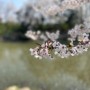 올해는 강릉 경포 벚꽃 축제를 마지막으로 끝~!