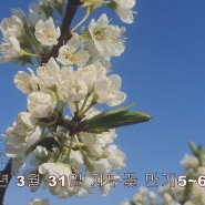 봄의 꽃들이 말하는 기후위기 기후변화, 동네작가