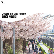 2023년 벚꽃 사진, 불광천, 서오릉길 꽃놀이