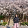 꽃놀이 :: 침산동 벚꽃 명소 (침산공원, 돌계단)