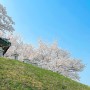 성내천 벚꽃놀이 올림픽공원 피크닉