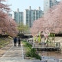 [울산 남구] 2023년 다시 돌아온 울산 남구 궁거랑 벚꽃 축제 100%즐기기!!