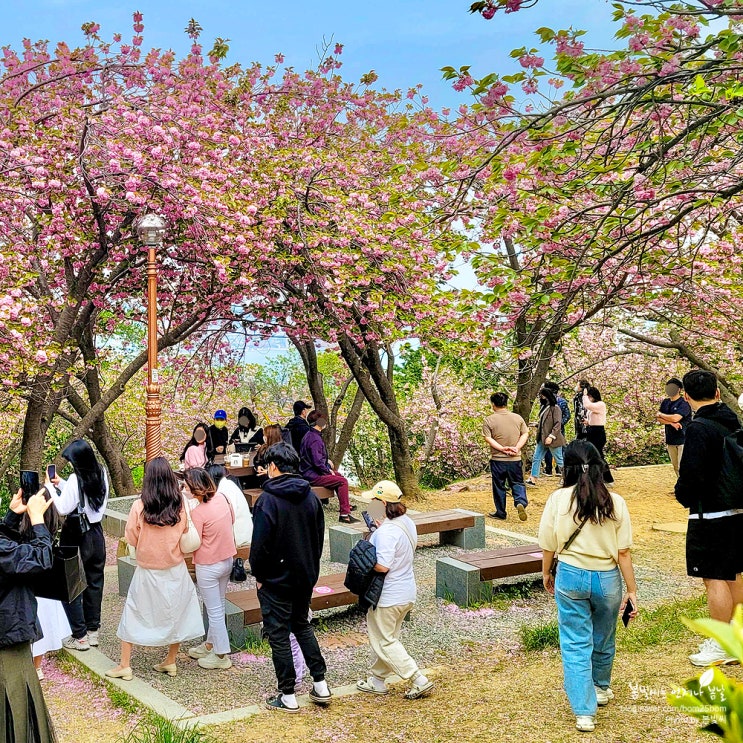 부산 민주공원 중앙공원 겹벚꽃 동산