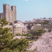 경희대의 4월 벚꽃