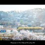 팔당호 벚꽃 풍경