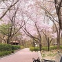 서울 사진 찍기 좋은 숨은 벚꽃명소 포토존 한적한 방화근린공원
