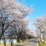 전주근교 벚꽃명소 만경강 벚꽃길 자전거라이딩