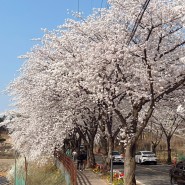 대전 벚꽃 명소 세상에서 제일긴 벚꽃길 대청호 벚꽃 축제