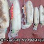 베트남 깟바 란하만으로 무늬오징어 답사 내용 리뷰 ~