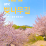 [서울 여행] 벚꽃데이트하기 좋은 서울숲벚나무길 추천