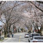 국내봄여행지 제천 가볼만한곳 2023 청풍호 벚꽃축제