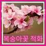 복숭아나무 복숭아꽃 개화시기 꽃 솎기 적뢰 적화 꽃말