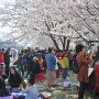속초시, 제11회 설악벚꽃축제 개최