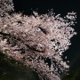 23년 일본여행2. 후쿠오카 여행 1일차-키와미야함바그, 오호리공원 벚꽃축제, 나카스야타이, 포레스트인텐진미나미