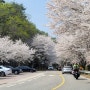 대청호 - 벚꽃길