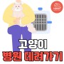 부산고양이전문병원 데려가기 스트레스 완화해주는 법 추천 !