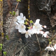 봄 맞이하는 꽃