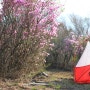 보물섬 남해 송등산 진달래꽃 백패킹