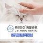 고양이 우는 이유, 어떤 이유들이 있는지 궁금하다면