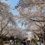과천 벚꽃 명소 렛츠런파크 서울: 벚꽃축제와 경마를 즐길 수 있는 이곳! 봄 나들이 & 데이트 코스 추천