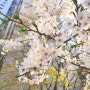 집 근처 양재천으로 꽃 보러 가기 | 4월 일상, 꽃구경, 브런치