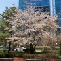 봄 이로구나.. 9년째 보는 벚 꽃