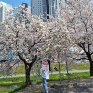 천안 가볍게 보기 좋은 천안천 벚꽃