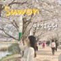 3월4월 서울근교 수원 벚꽃구경 만석공원으로 봄소풍다녀왔어요