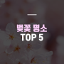 중요한 것은 꺾이지 않은 벚꽃 [개화가 늦은 벚꽃 명소 top 5]