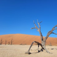 나미비아 붉은 모래 사막 투어