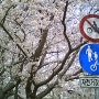 y2k 뉴진스 감성 캠코더로 찍은 벚꽃 사진들 ft. 부산 맥도생태공원
