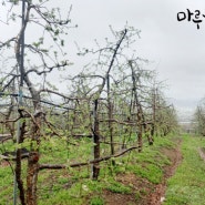 4월 5일 식목일 사과밭 풍경