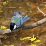 (텃새 5종)목욕을 좋아하는 새들