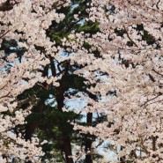 [양양 여행] 이른 봄 벚꽃여행 낙산사 벚꽃 놀이