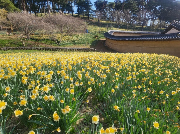 서산 유기방가옥 수선화축제, 주차팁, 서산 봄꽃 여행지