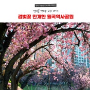 월곡역사공원 겹벚꽃 만개(4월 8일 현재)