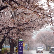 [가평 벚꽃 명소] 만개한 삼회리 벚꽃길, 비오는 날 풍경