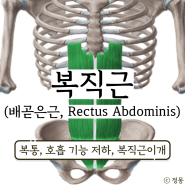 복직근 통증 복직근이개 호흡 기능 저하 예방 스트레칭 배곧은근 (Rectus Abdominis)