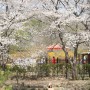 인천 대공원 벚꽃 명소 ( 남동둘레길 지금 만개- 찾아가는 길)